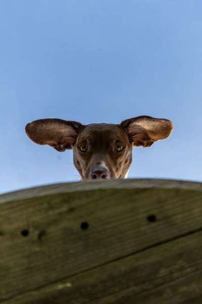 Die Dogorama Kalender Challenge Titelbild-Beitrag-Bild