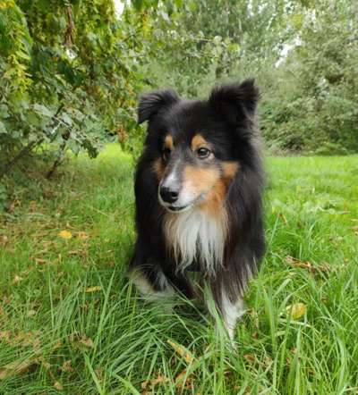 Shelties-Beitrag-Bild