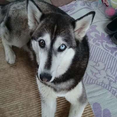 👉 Schläfern wir unsere Hunde zu schnell ein? 🤔-Beitrag-Bild