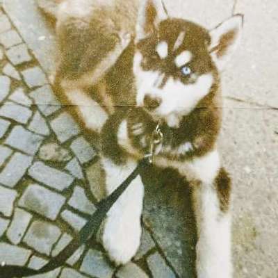 👉 Schläfern wir unsere Hunde zu schnell ein? 🤔-Beitrag-Bild