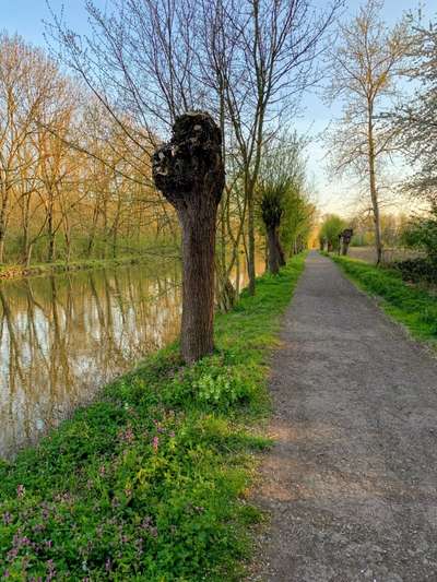 Hundeauslaufgebiet-An der Erft-Bild