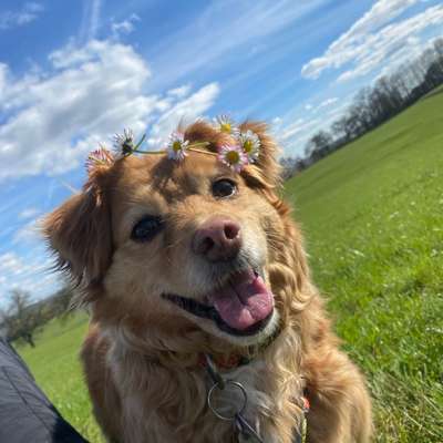 Hundetreffen-Unser Schatz wünscht sich mehr Hunde Kontakt-Bild