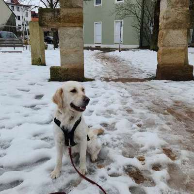 Hundetreffen-Spielkumpel bei Hallstadt-Bild