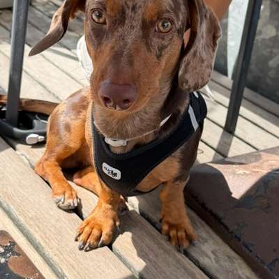 Hundetreffen-Dackeltreffe/Hundetreff-Bild