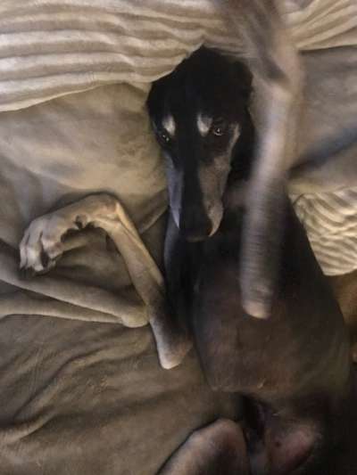 Windhunde - Treffen der besonderen Schönheiten
HERZLICH WILLKOMMEN-Beitrag-Bild