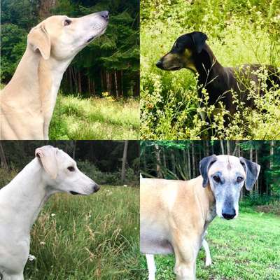 Windhunde - Treffen der besonderen Schönheiten
HERZLICH WILLKOMMEN-Beitrag-Bild