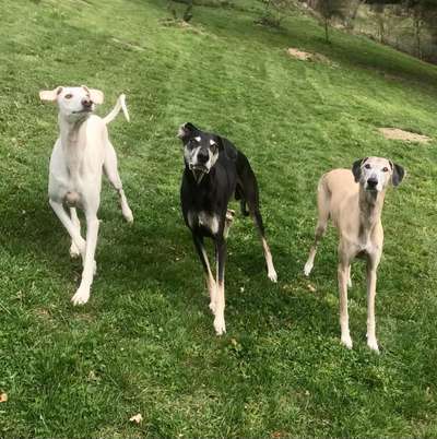 Windhunde - Treffen der besonderen Schönheiten
HERZLICH WILLKOMMEN-Beitrag-Bild