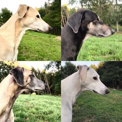 Whippet-Beitrag-Bild