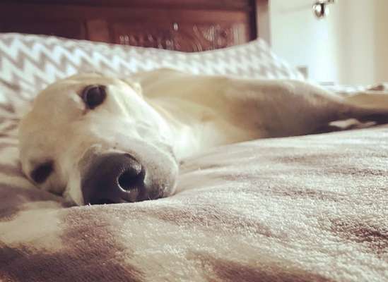 Windhunde - Treffen der besonderen Schönheiten
HERZLICH WILLKOMMEN-Beitrag-Bild