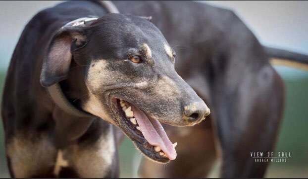 Windhunde - Treffen der besonderen Schönheiten
HERZLICH WILLKOMMEN-Beitrag-Bild