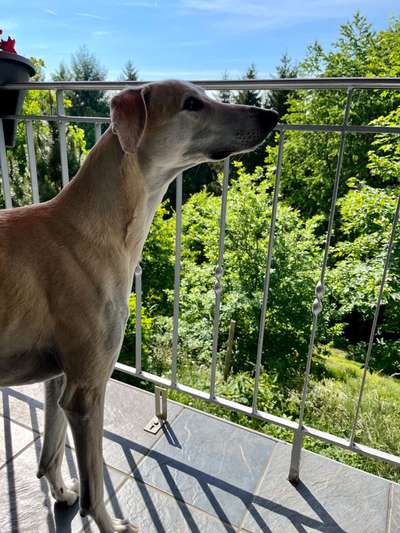 Windhunde - Treffen der besonderen Schönheiten
HERZLICH WILLKOMMEN-Beitrag-Bild