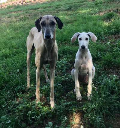 Dein Hund im Dogorama-Kalender 2021-Beitrag-Bild