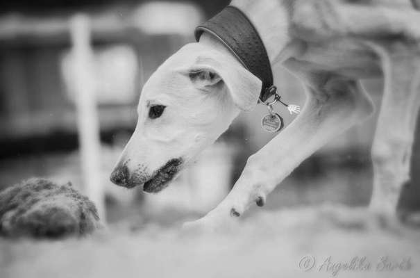 Dein Hund im Dogorama-Kalender 2021-Beitrag-Bild