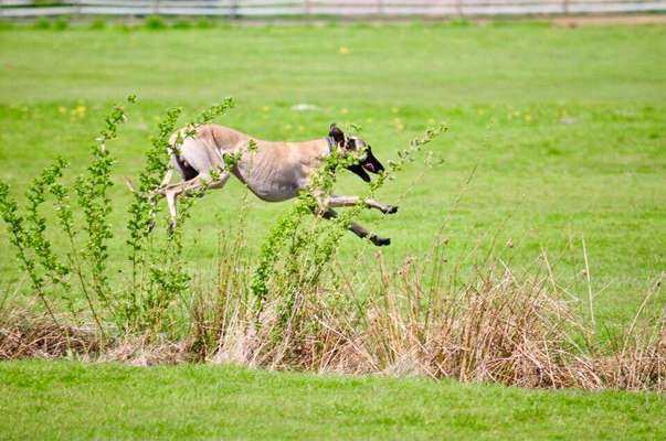 Challenge Nr. 16         Dynamik - Dein Hund in Bewegung-Beitrag-Bild