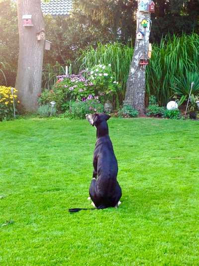 Die Dogorama Monats Challenge "Es grünt und blüht"-Beitrag-Bild