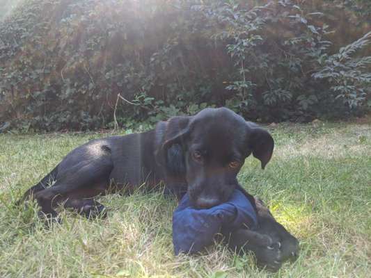 Welpen Bilder !-Beitrag-Bild