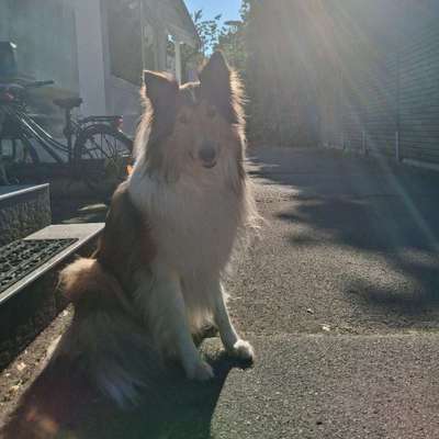 Hundetreffen-Welpen treffen in taufkirchen-Bild