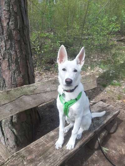 Weißer Schweizer Schäferhund-Beitrag-Bild