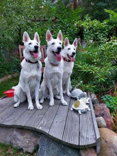 Weißer Schweizer Schäferhund-Beitrag-Bild