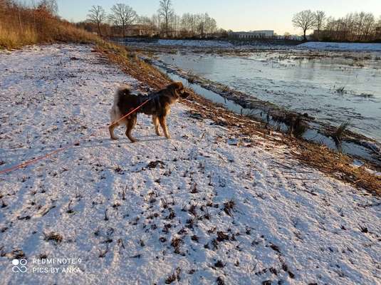 Hunde aus Griechenland-Beitrag-Bild