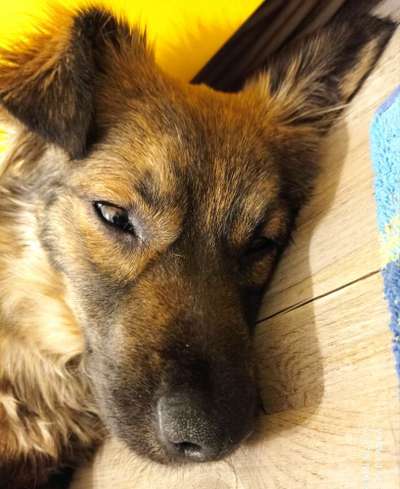 Dogorama Photo Challenge - Hundeblick zum hinschmelzen-Beitrag-Bild