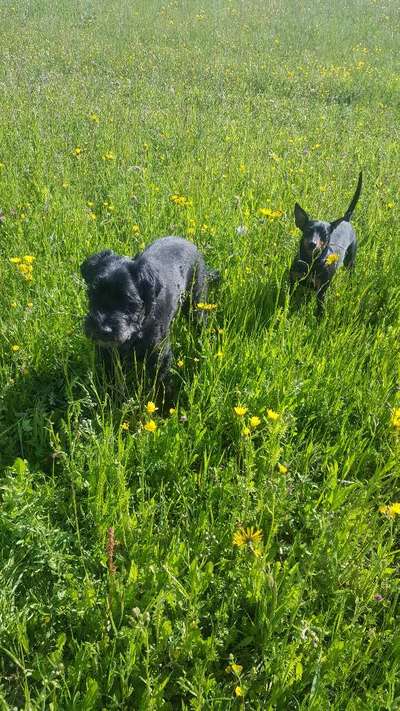 Die Dogorama Monats Challenge "Es grünt und blüht"-Beitrag-Bild