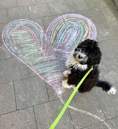 Tibet Terrier-Beitrag-Bild