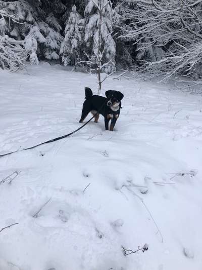 Schweizer Sennenhunde-Beitrag-Bild