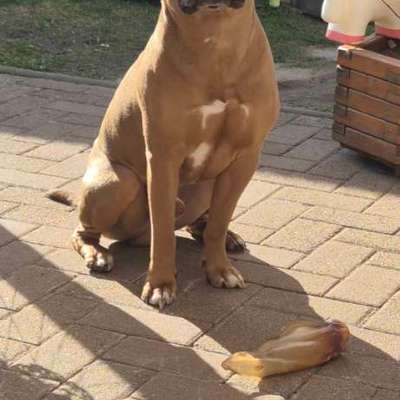 American Staffordshire Terrier 
Wo seit Ihr?-Beitrag-Bild