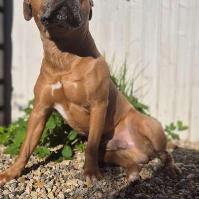 American Staffordshire Terrier 
Wo seit Ihr?-Beitrag-Bild