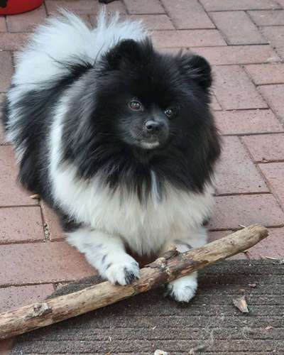 Hundetreffen-Spielgefährten gesucht 😊-Bild