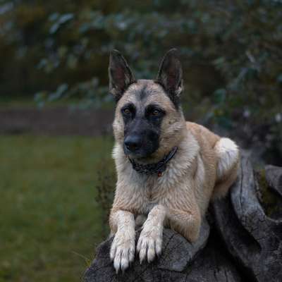 Hundetreffen-Trainingskumpel/ Hundesitting-Bild