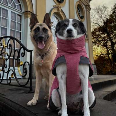 Hundetreffen-Fotofreunde gesucht 📸🙌🏻-Bild