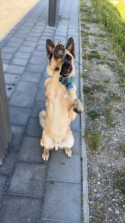 Hundetreffen-Gemeinsames Training 🐕-Bild