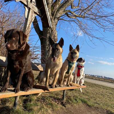 Hundetreffen-Social/ Trainingswalk-Bild