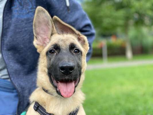 Welpen Bilder !-Beitrag-Bild