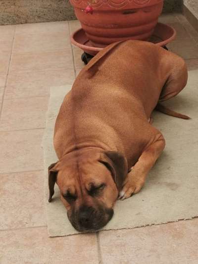 Rhodesian Ridgeback-Beitrag-Bild