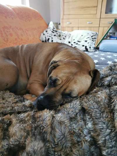 Rhodesian Ridgeback-Beitrag-Bild