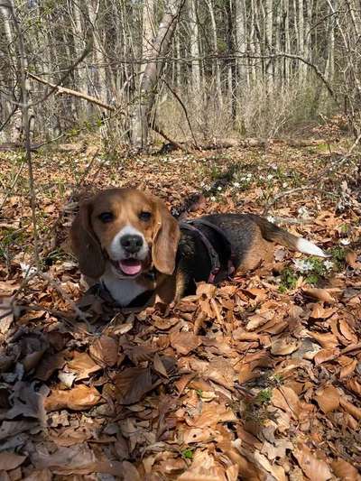 Dein Hund im Dogorama-Kalender 2021-Beitrag-Bild