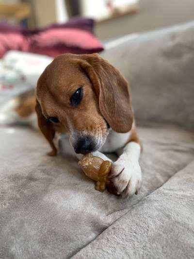 Dein Hund im Dogorama-Kalender 2021-Beitrag-Bild