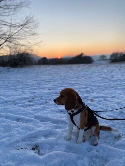 Dein Hund im Dogorama-Kalender 2021-Beitrag-Bild