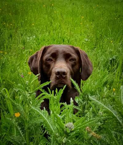 Hundetreffen-Gemeinsame Spaziergänge-Bild