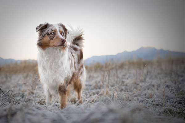 Hundetreffen-Fotografie-Partner gesucht! 😊📷-Bild