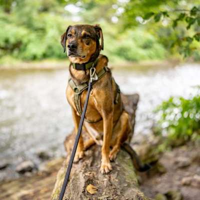 Hundetreffen-Gemeinsame Gassirunden-Bild