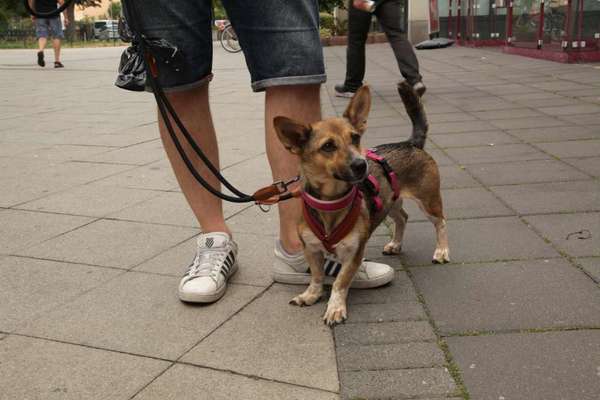 Hundetreffen-Hundebegegnung für reaktiven Hund-Bild