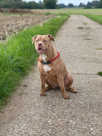 Hundetreffen-Gassi, Spielen mit gleichgesinnten-Bild