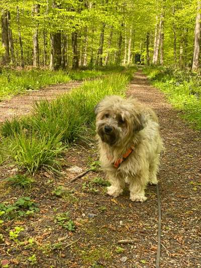 Hundetreffen-Play date, gemeinsames Wald-Gassi etc.-Bild