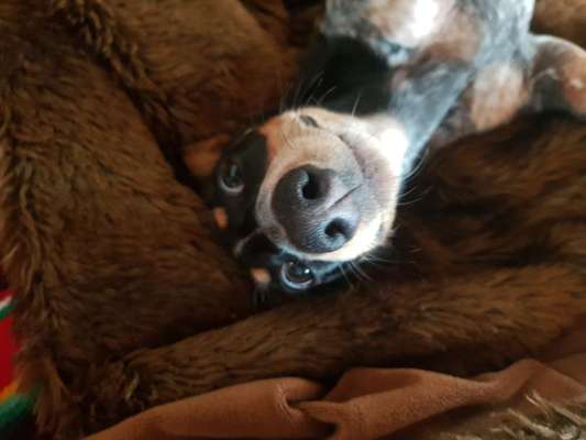 Hundetreffen-Kennenlernen, Beschnuppern und dann weitersehen 😉-Bild
