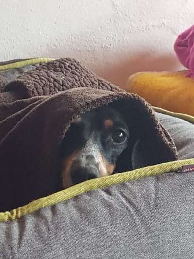 Hundetreffen-Sind da draussen noch andere wie ich???-Bild