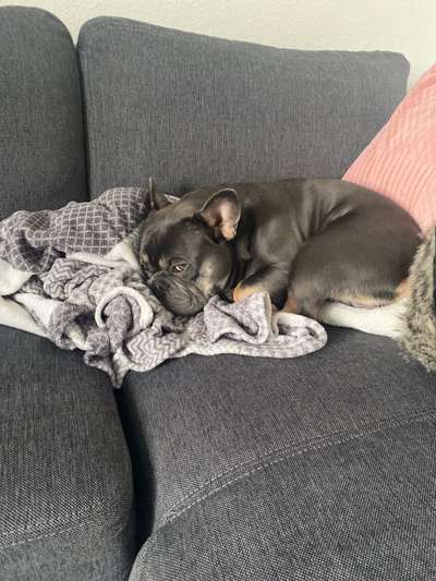 Französische Bulldoggen-Beitrag-Bild